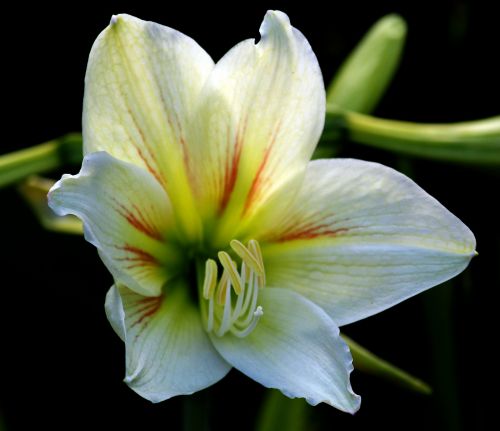 White Calla Lily