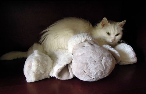 white cat cat soft toy