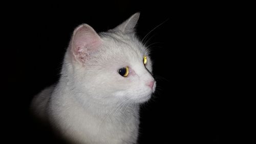 white cat night cat