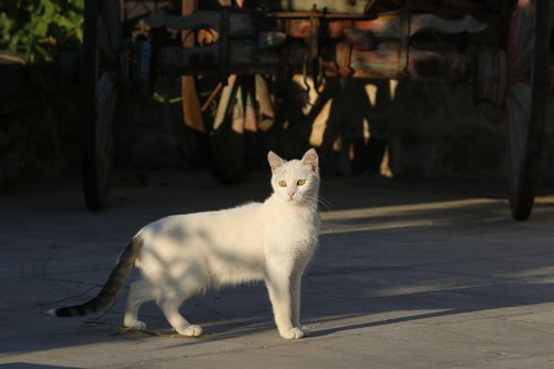 white cat  cat  kitten