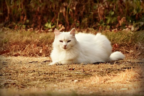 white cat  animal  mammal