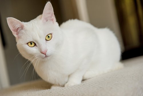 white cat  cat  pet