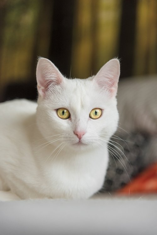 white cat  cat  pet