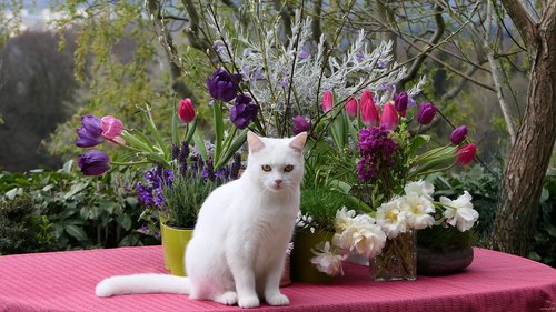 white cat  flower arrangement  bluumendekoration