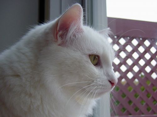 White Cat