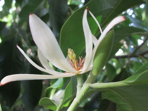 white champak flower  flower  nature