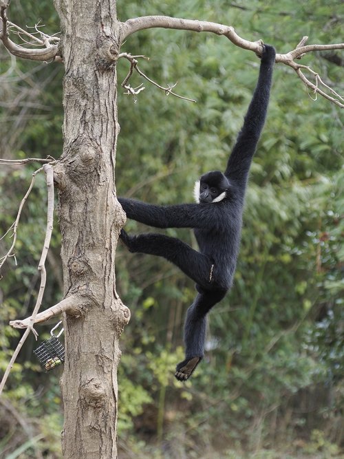 white-cheeked gibbon  ape  zoo