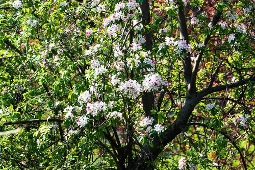 white cherry  spring  tree