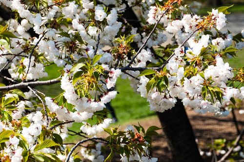 white cherry  spring  tree