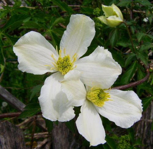 white clematis clematis climbing plants