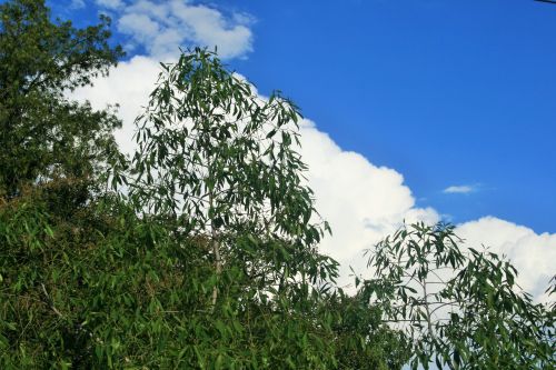 Sky And Green Tree