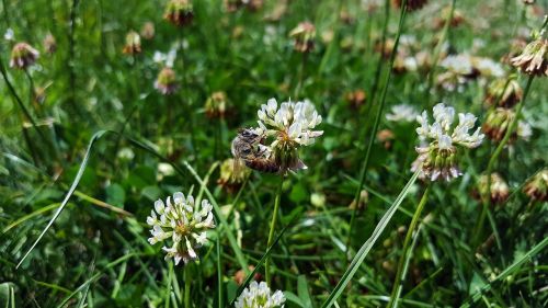 white clover bee trifolium repens