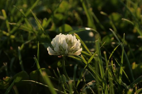 white clover trifolium repens white blossom