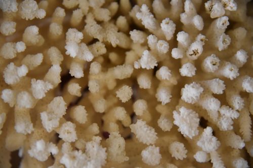 White Coral Closeup