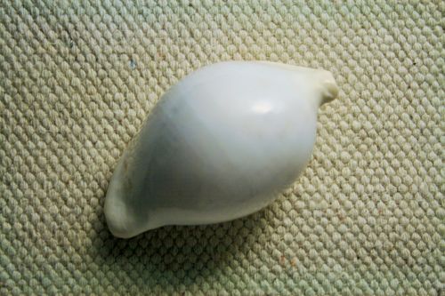 White Cowrie Shell