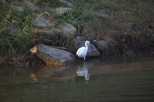 white crane fishing aquatic bird