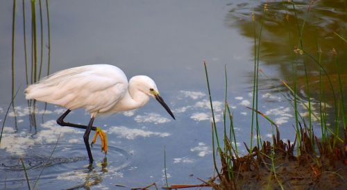 white crane fishing aquatic bird