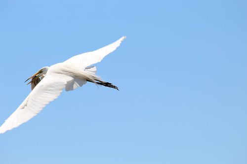 white crane  bird  animal