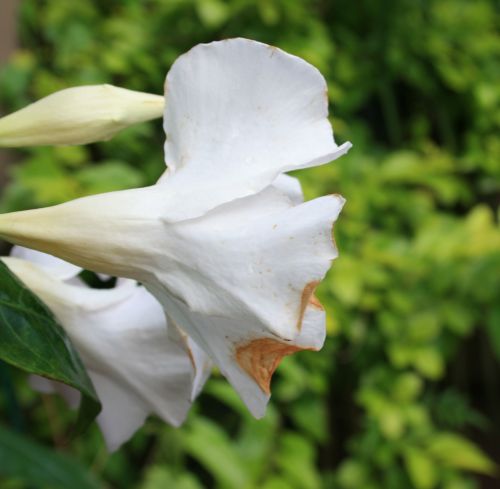 White Creeper Flowers