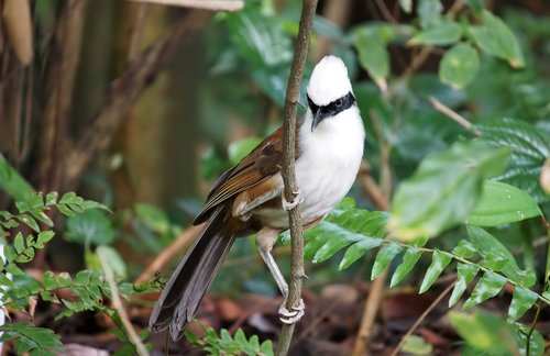white-crested  laughing  trush