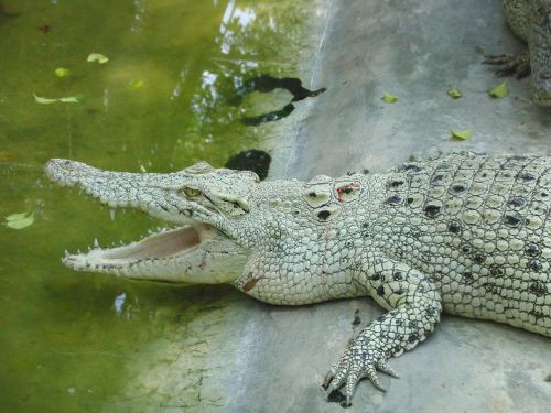 white crocodile lies crocodile farm