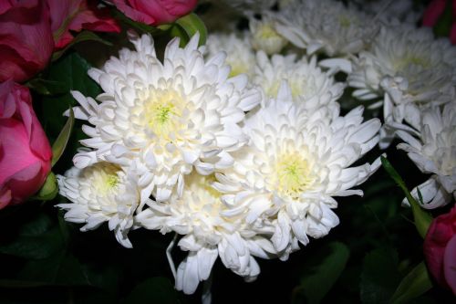 White Chrysanthemums