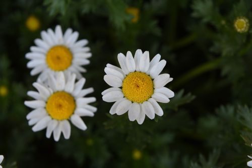 white crystal daisy nanluoguxiang spring