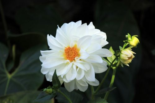 White Dahlia