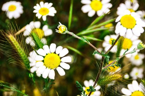 white daisies wild field