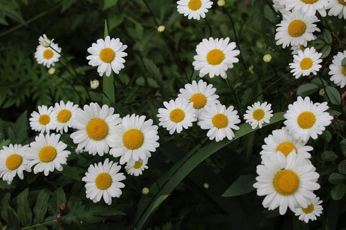 white daisies  garden  meadow