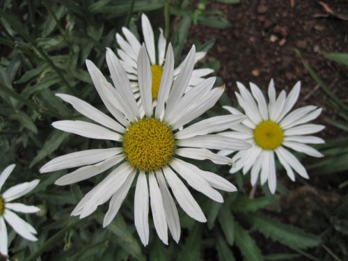 White Daisies With Yellow Centres