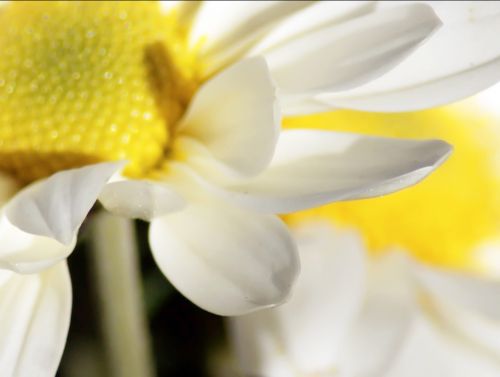 White Daisies