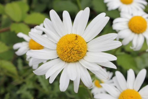 white daisy flower daisy