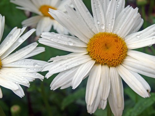 white daisy  rocio  flowers