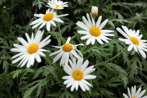 White Daisy Flowers