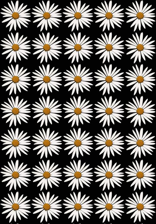 White Daisy On Black Background