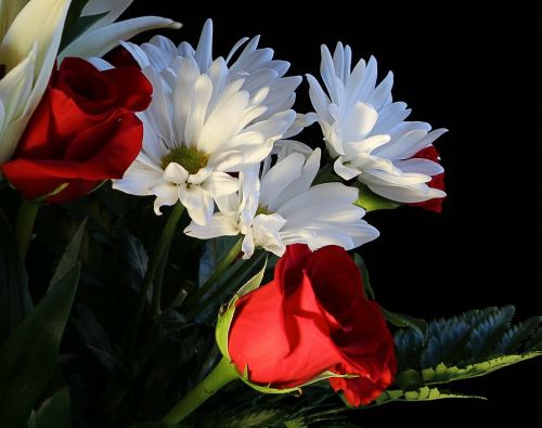 white daisys red roses floral