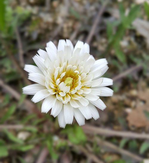 white dandelion white dandelion flower wildflowers white people's