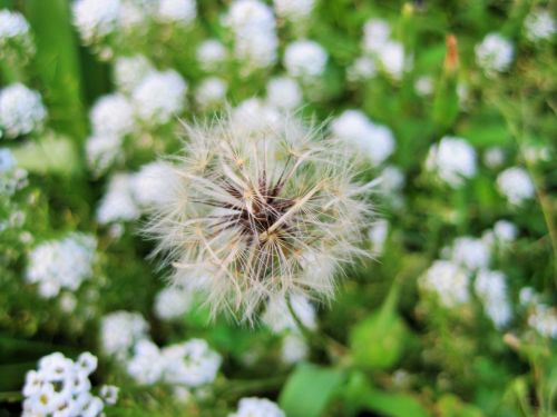 White Dandelion In Green Garden