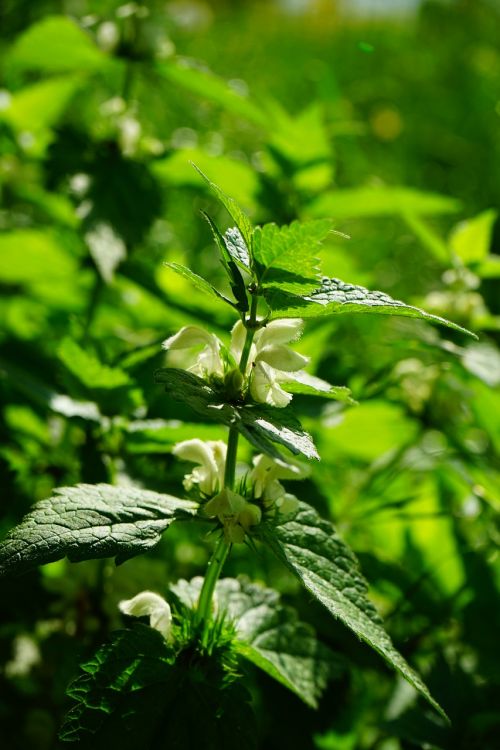 white deadnettle dead nettle flower