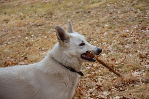 white dog pose outdoors