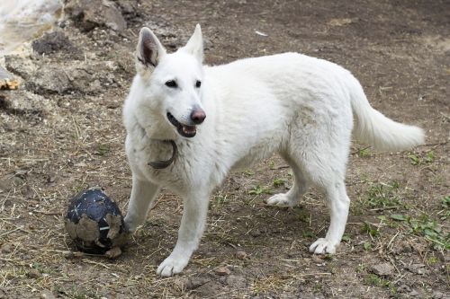 white dog dog pets