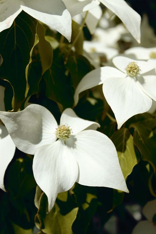 white dogwood dogwood woody plant