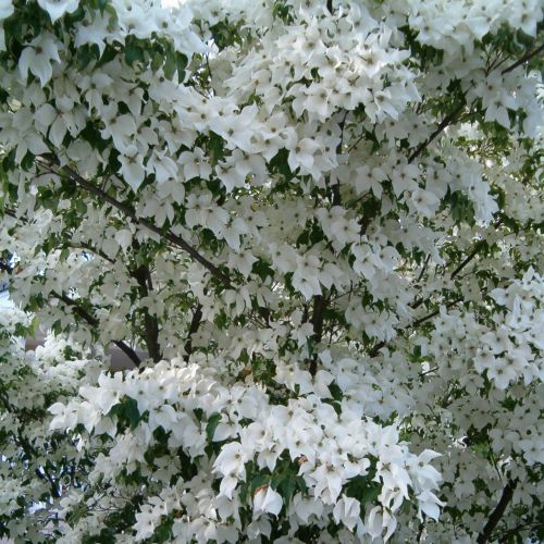 White Dogwood Full Bloom