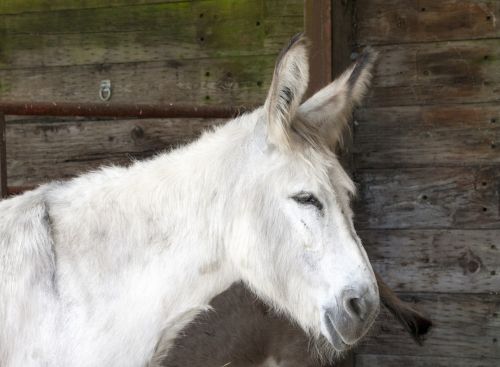 White Donkey