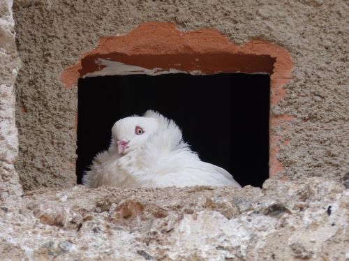white dove window pride