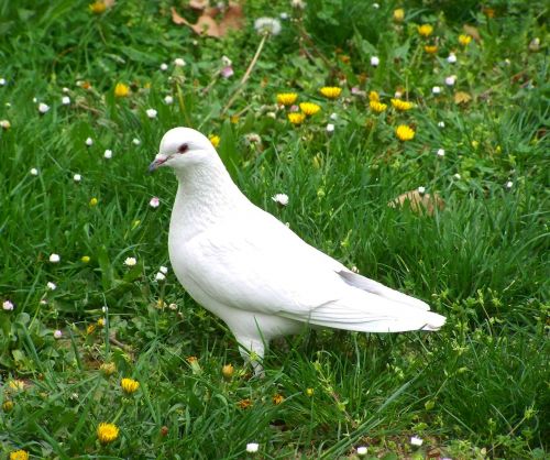 white dove bird animal