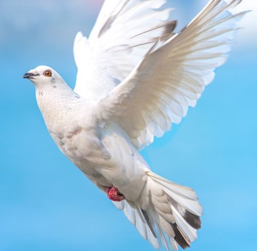 white dove bird in flight dove