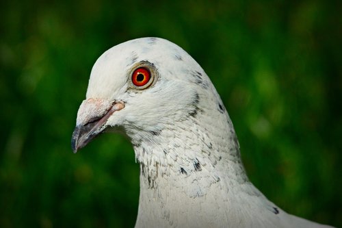 white dove  rock pigeon  bird