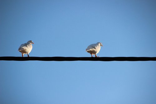 white doves  birds  pigeons